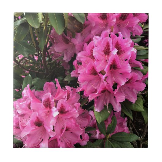 Cynthia Rhododendrons, Oregon Fliese (Vorderseite)