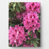 Cynthia Rhododendrons, Oregon Fotoplatte (Vorderseite)