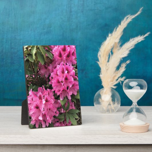 Cynthia Rhododendrons, Oregon Fotoplatte (Seite)