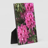 Cynthia Rhododendrons, Oregon Fotoplatte (Seite)