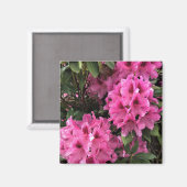 Cynthia Rhododendrons, Oregon Magnet (Vorderseite/Rückseite)