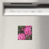 Cynthia Rhododendrons, Oregon Magnet (In Situ (Geschirrspüler))