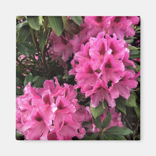Cynthia Rhododendrons, Oregon Magnet (Vorne)