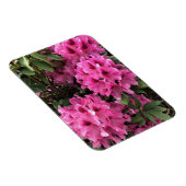 Cynthia Rhododendrons, Oregon Magnet (Rechte Seite)