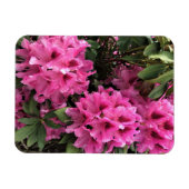 Cynthia Rhododendrons, Oregon Magnet (Horizontal)