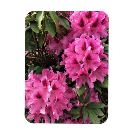 Cynthia Rhododendrons, Oregon Magnet (Vertikal)