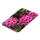 Cynthia Rhododendrons, Oregon Magnet (Linke Seite)