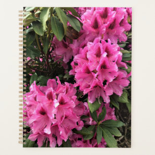 Cynthia Rhododendrons, Oregon Planer