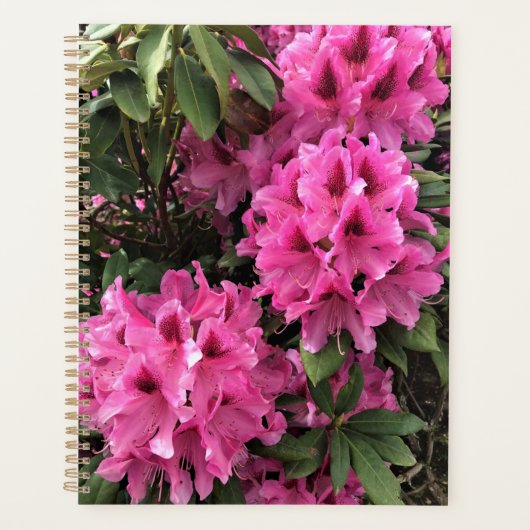 Cynthia Rhododendrons, Oregon Planer (Vorderseite)