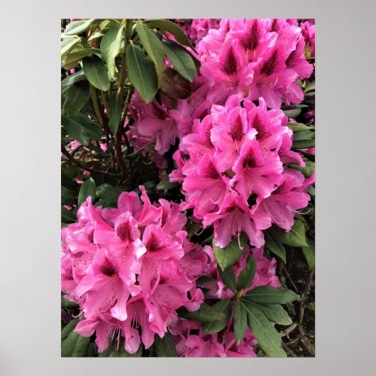 Cynthia Rhododendrons, Oregon Poster (Vorne)