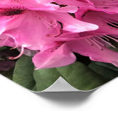 Cynthia Rhododendrons, Oregon Poster (Ecke)