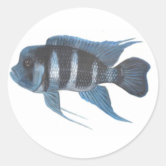 Cyphotilapia frontosa Cichlid-Aufkleber Runder Aufkleber (Vorderseite)