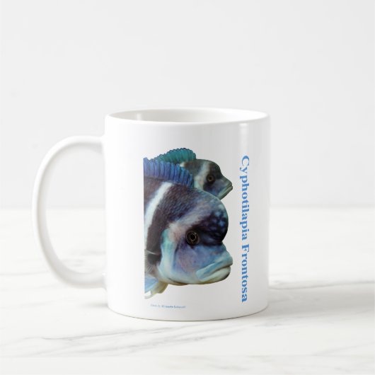 Cyphotilapia frontosa kaffeetasse (Links)