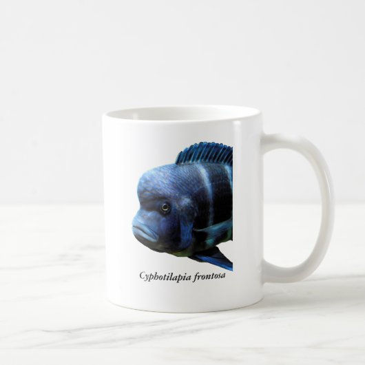 Cyphotilapia frontosa kaffeetasse (Rechts)