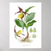 Cyprepedium calceolus poster (Vorne)