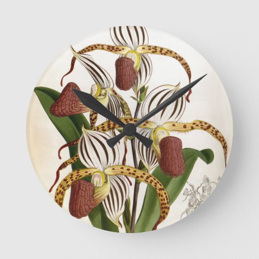 Cyprepedium Stonei Vintag Lindenia Orchid Runde Wanduhr (Vorderseite)