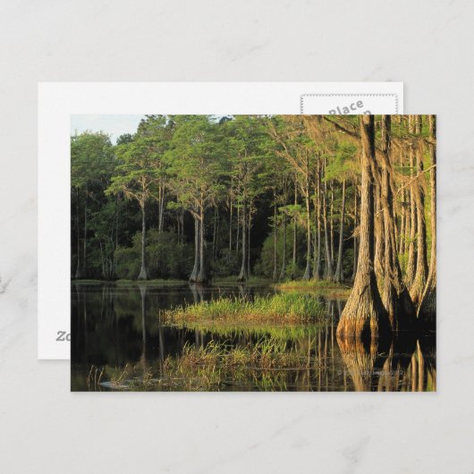 Cypress-Bäume in der Region Bradford , Postkarte (Vorne/Hinten)