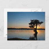 Cypress bei Sunset Postkarte (Vorne/Hinten)