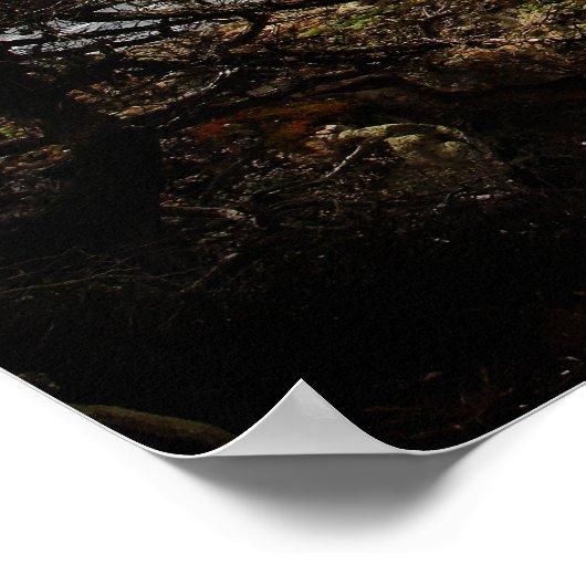 Cypress Coast Print Poster (Ecke)