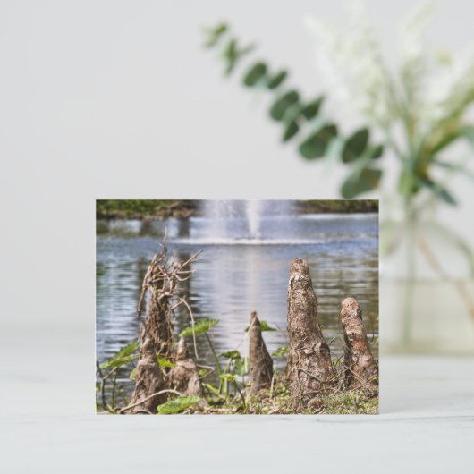 Cypress Knee Postkarte (Stehend Vorderseite)