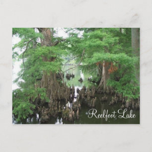 Cypress Knees am Reelfoot Lake Postkarte