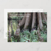 Cypress Knees Postcard Postkarte (Vorne/Hinten)