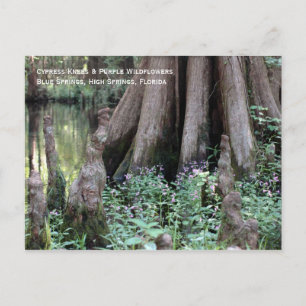 Cypress Knees Postcard Postkarte