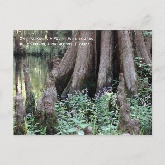 Cypress Knees Postcard Postkarte (Vorderseite)