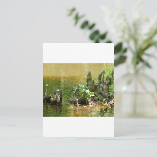 Cypress Knees Postkarte (Stehend Vorderseite)