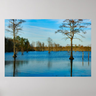 Cypress Lake Poster