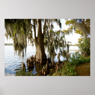 Cypress Lake Poster