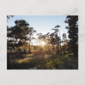 Cypress Lake Postkarte (Vorderseite)