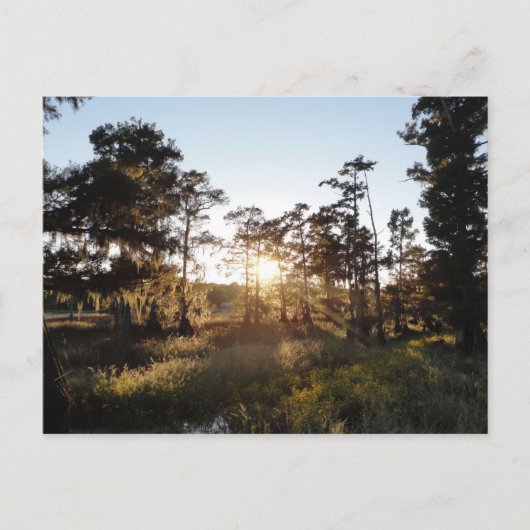 Cypress Lake Postkarte (Vorderseite)