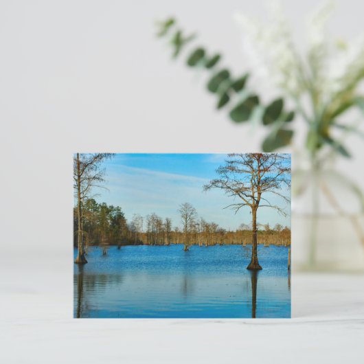 Cypress Lake Postkarte (Stehend Vorderseite)