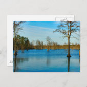Cypress Lake Postkarte (Vorne/Hinten)