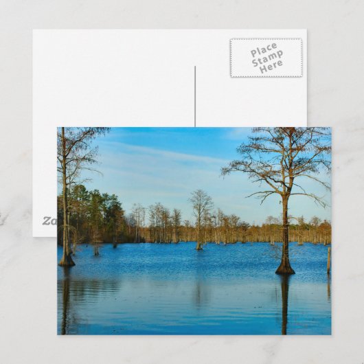 Cypress Lake Postkarte (Vorne/Hinten)
