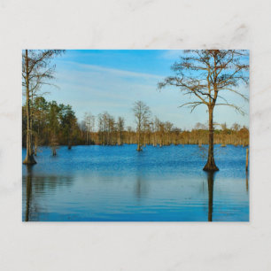 Cypress Lake Postkarte
