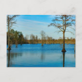 Cypress Lake Postkarte (Vorderseite)