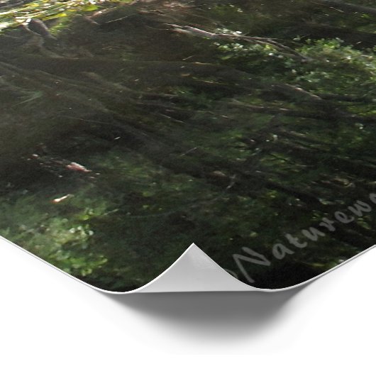 Cypress River Panoramic Poster -60x20 - oder klein (Ecke)