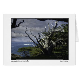 Cypress Skeleton on Point Lobos