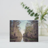 Cypress Suamp: Louisiana Postkarte (Stehend Vorderseite)