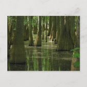 Cypress Swamp Postcard Postkarte (Vorderseite)