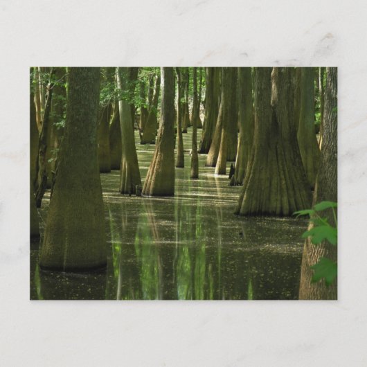 Cypress Swamp Postcard Postkarte (Vorderseite)