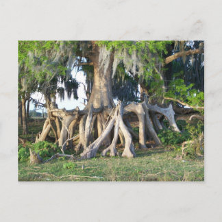 Cypress Tree Postkarte