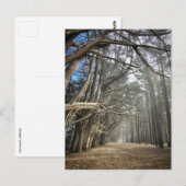 Cypress Tree Tunnel, Kalifornien Postkarte (Vorne/Hinten)