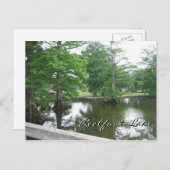 Cypress Trees am Reelfoot Lake Postkarte (Vorne/Hinten)