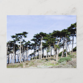Cypress Trees at Sutro Park, San Francisco Postkarte