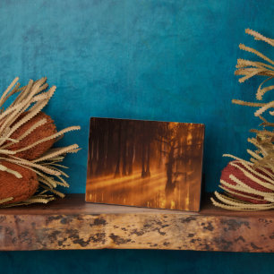 Cypress Trees George Smith Staat Park Fotoplatte