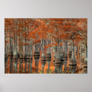 Cypress Trees George Smith Staat Park, Georgia Poster