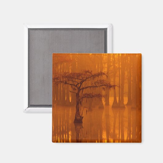 Cypress Trees | George Smith Staat Park Magnet (Vorderseite/Rückseite)